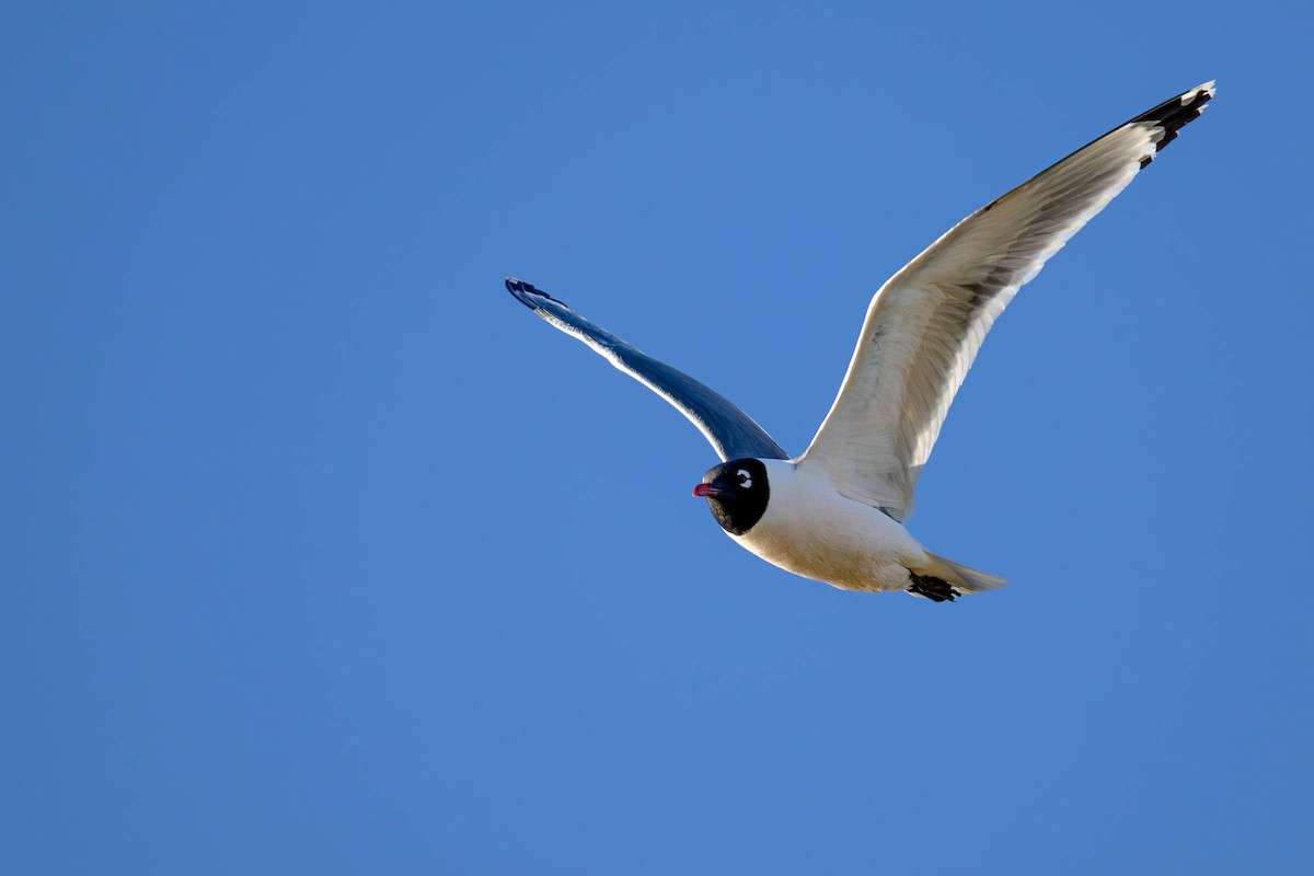 Franklin's Gull - JD Hascup