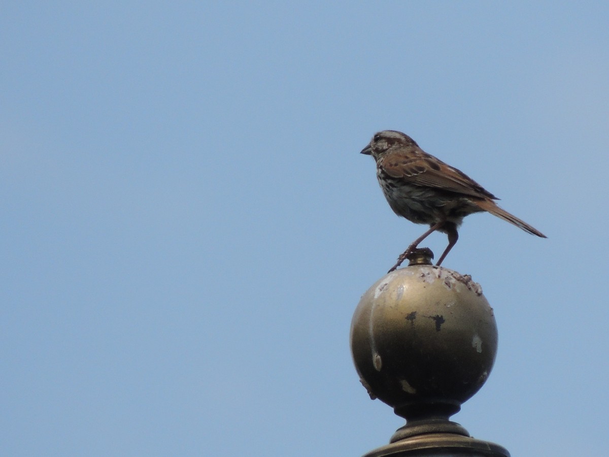 Song Sparrow - ML620685261