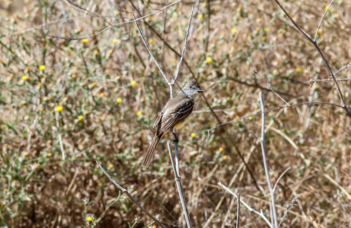 Ash-throated Flycatcher - ML620685264