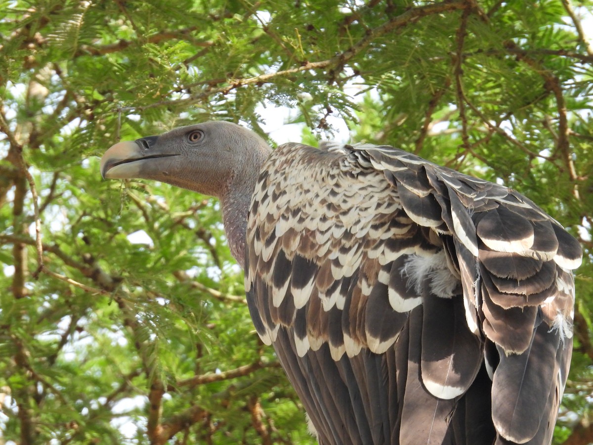 Rüppell's Griffon - ML620685266