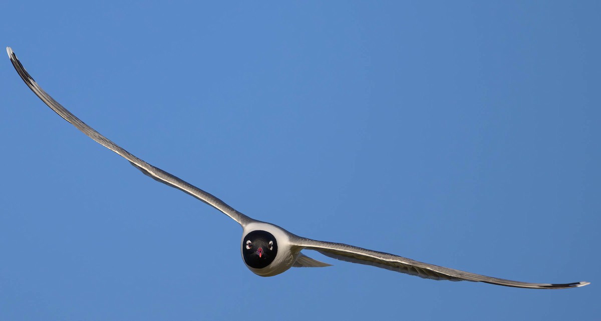 Franklin's Gull - ML620685269