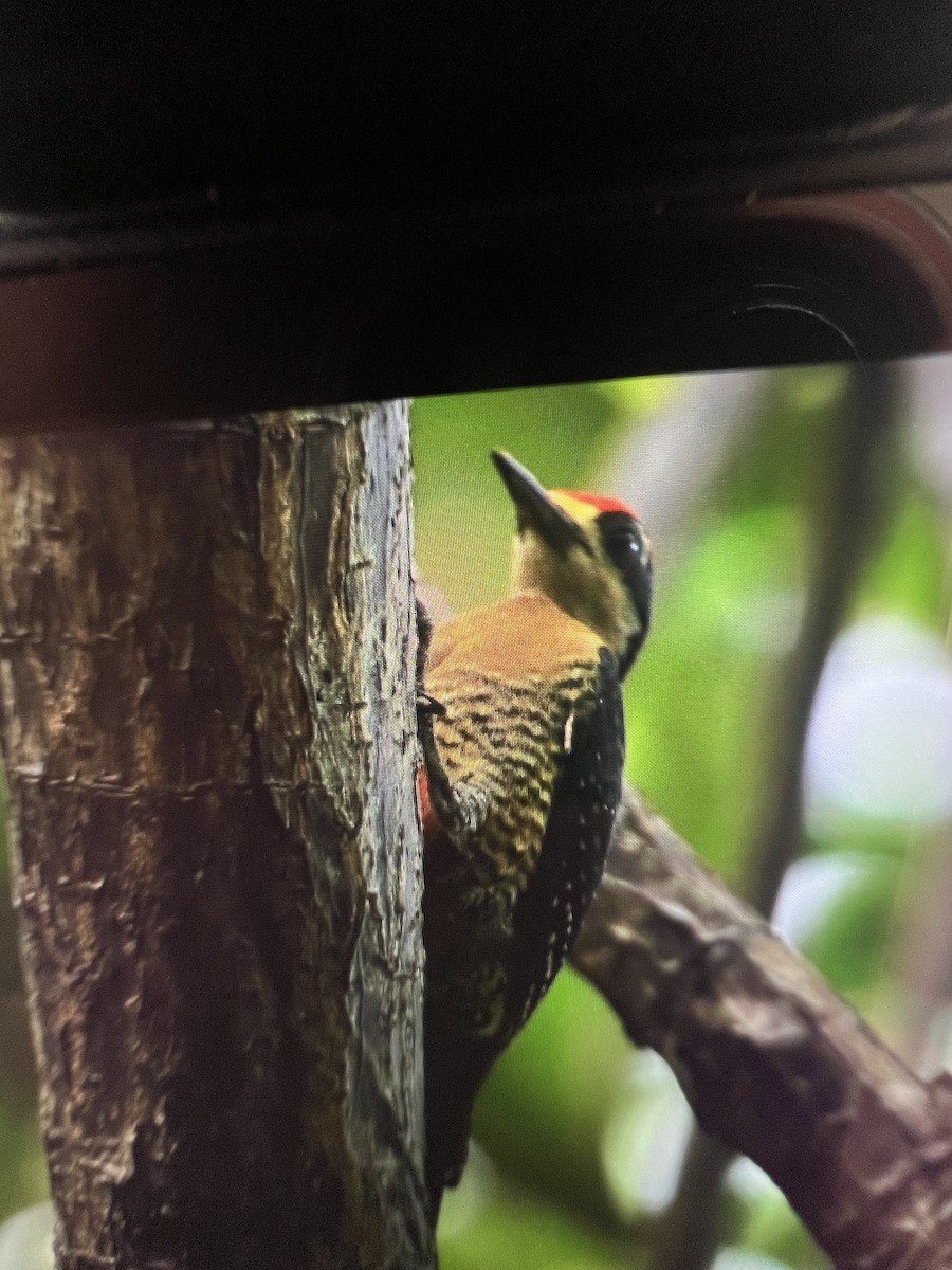 Black-cheeked Woodpecker - ML620685275