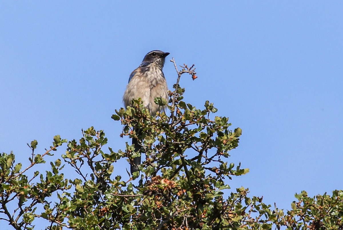 California Scrub-Jay - ML620685276