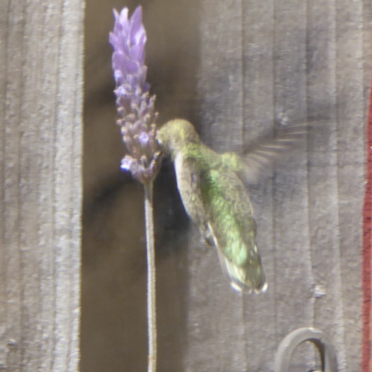 Anna's Hummingbird - ML620685280