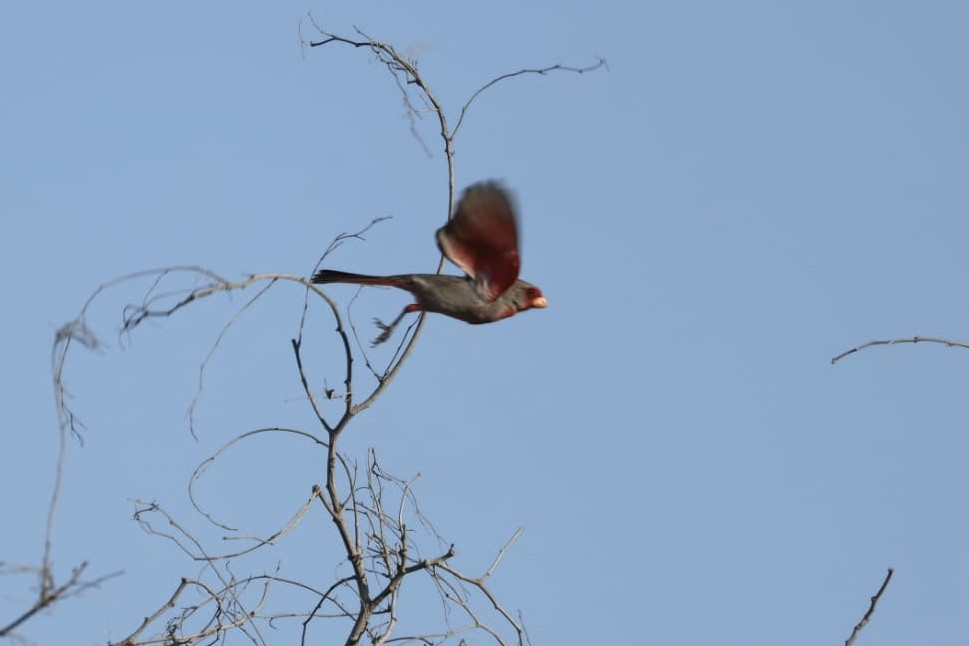 Cardinal pyrrhuloxia - ML620685281