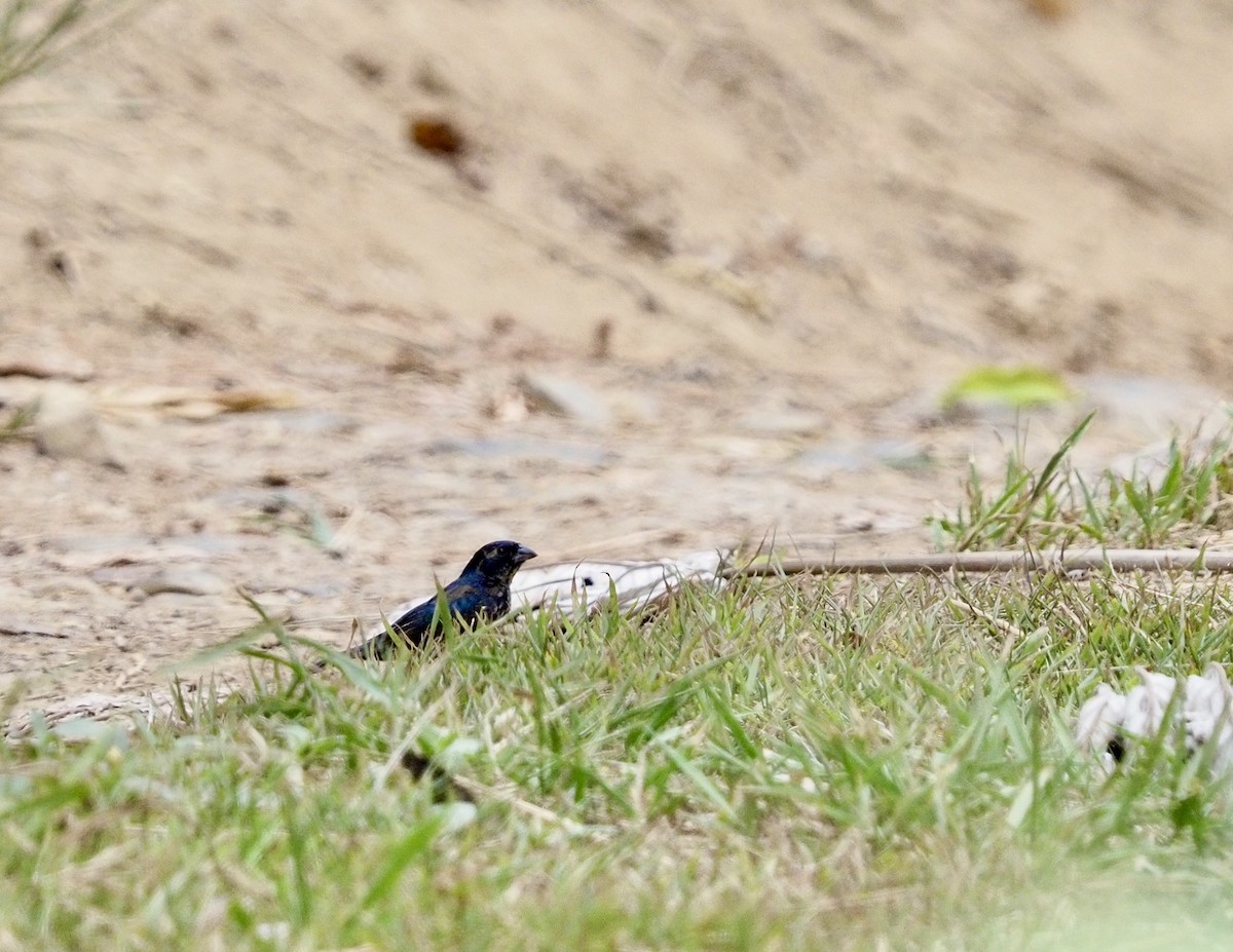 Blue-black Grassquit - JAMES RANDOLPH