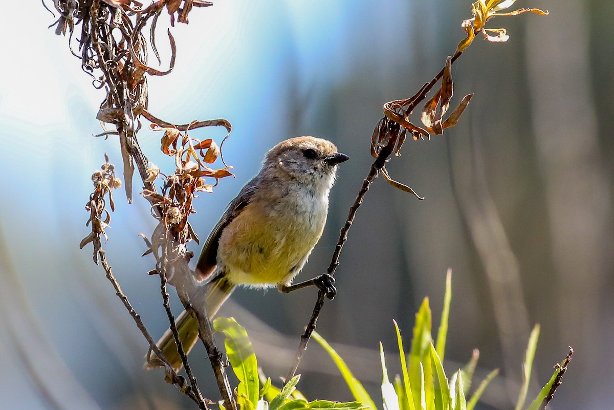 Bushtit - ML620685291