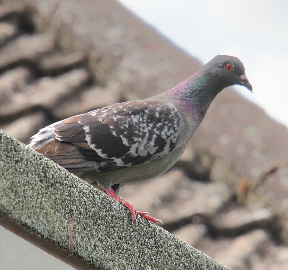 Rock Pigeon (Feral Pigeon) - ML620685296