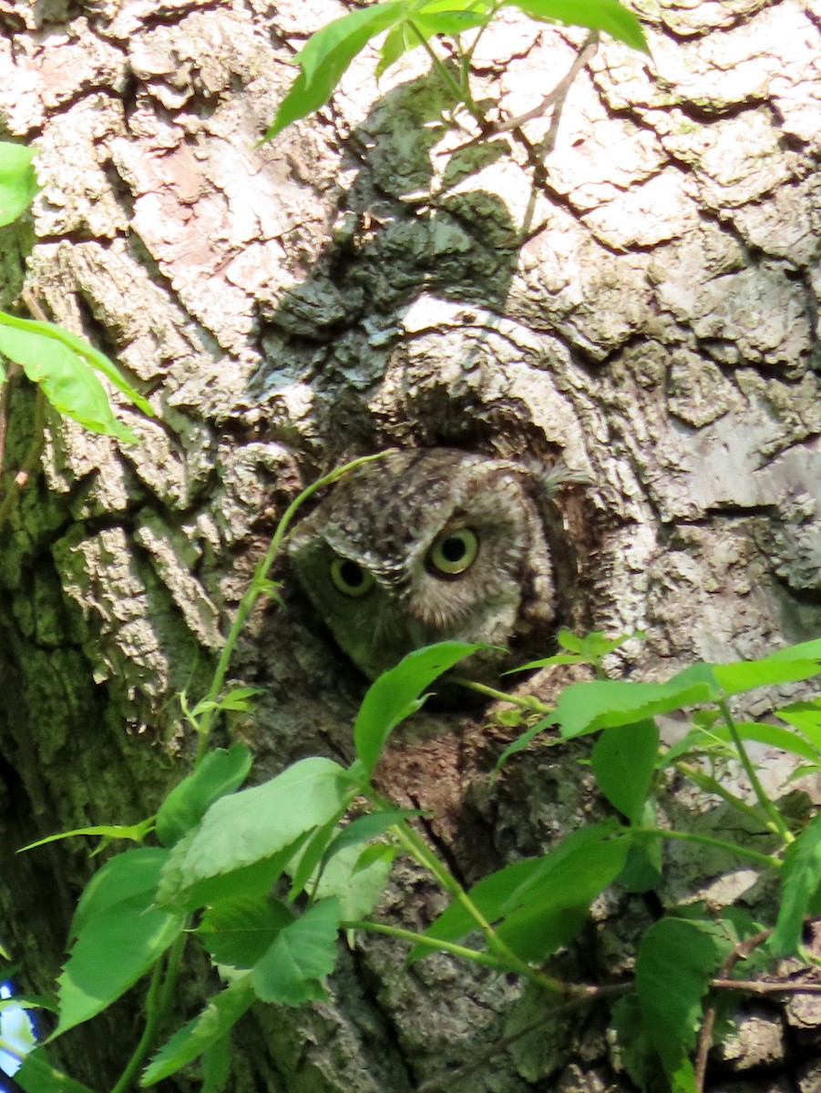 Eastern Screech-Owl - Jon G.