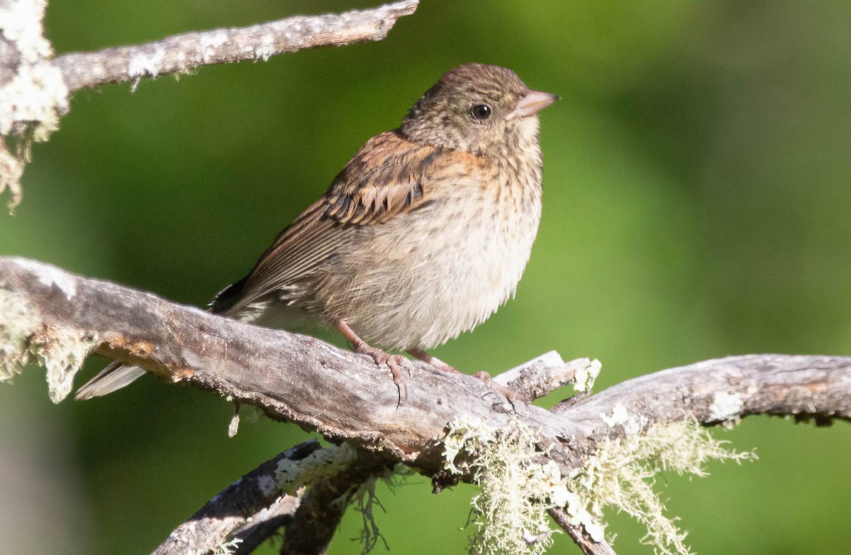 Dark-eyed Junco - ML620685298