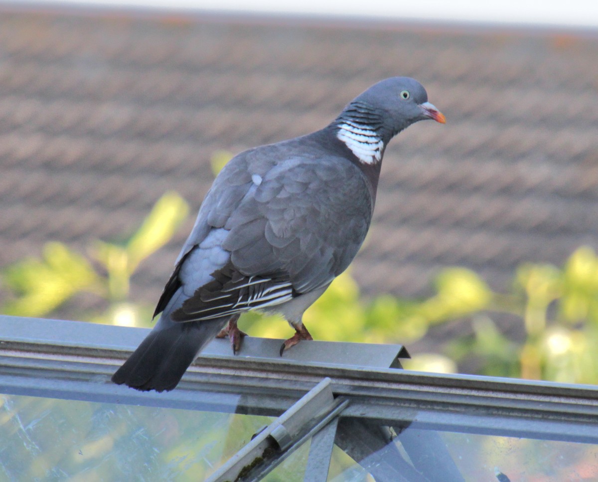 Common Wood-Pigeon (White-necked) - ML620685302