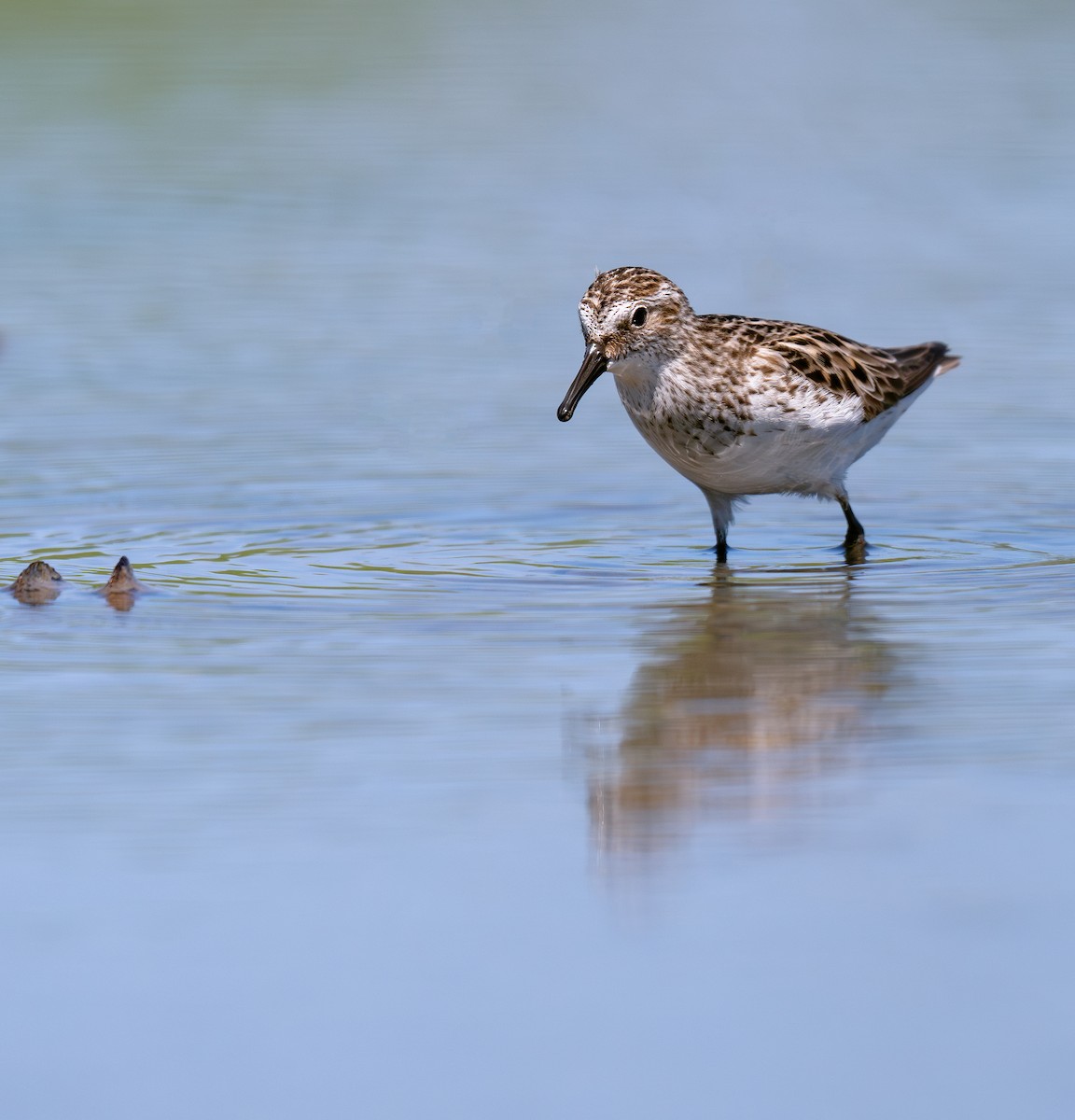 Least Sandpiper - ML620685303