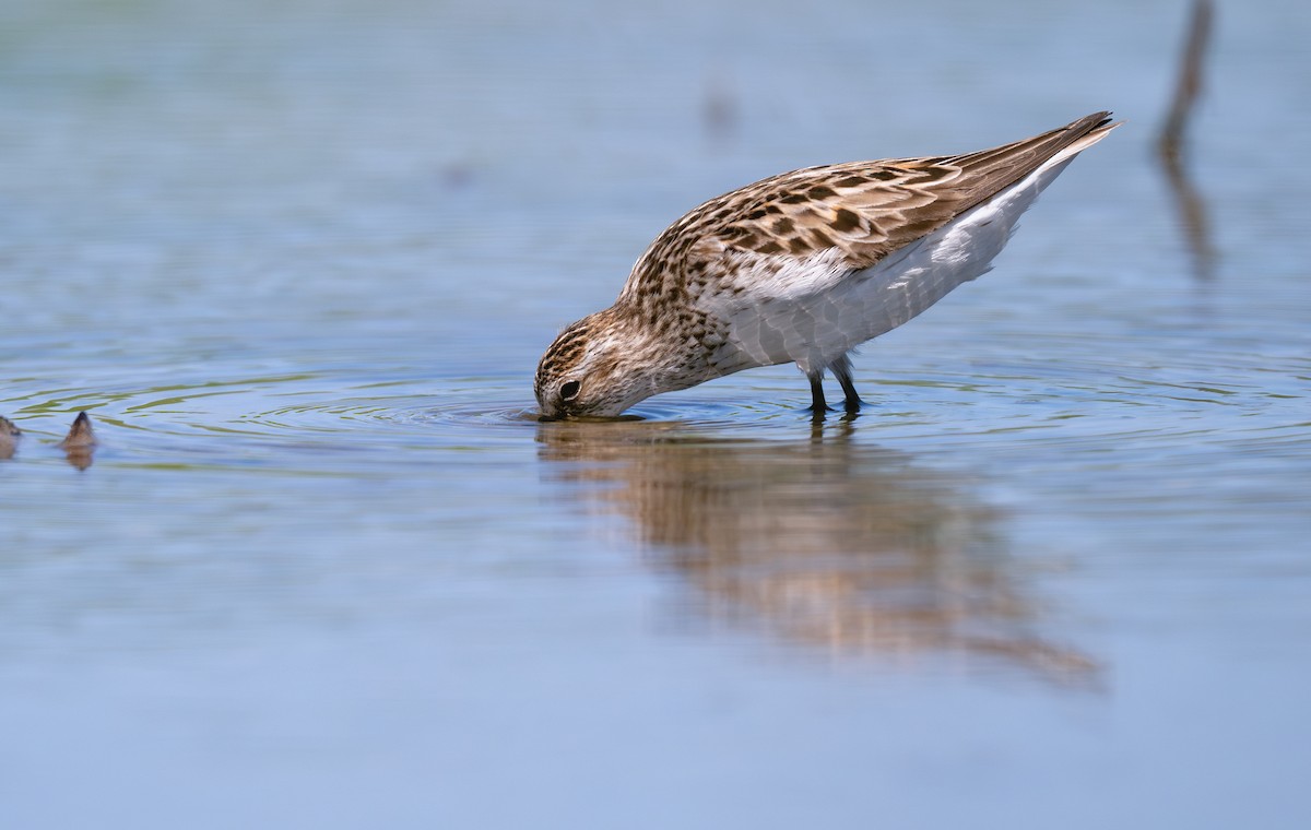 Least Sandpiper - ML620685304