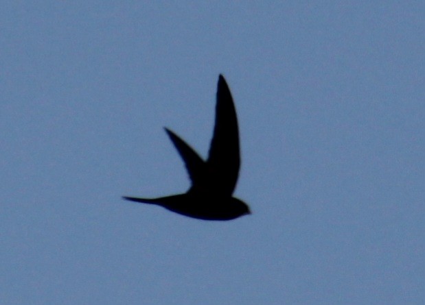 Common Swift - Samuel Harris