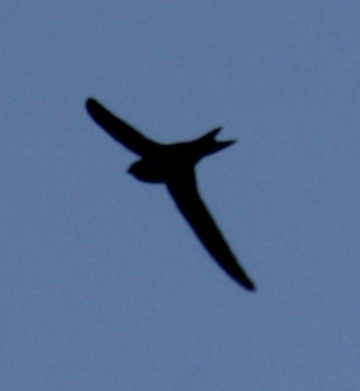 Common Swift - ML620685307