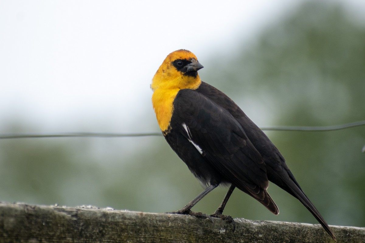 Yellow-headed Blackbird - ML620685308