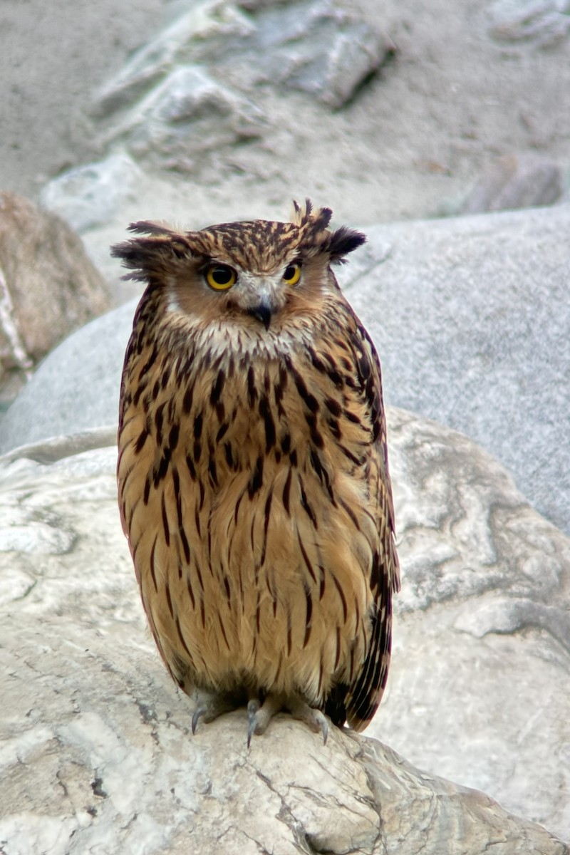 Tawny Fish-Owl - ML620685309