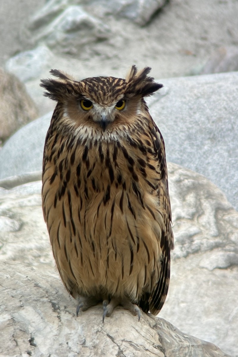 Tawny Fish-Owl - ML620685310