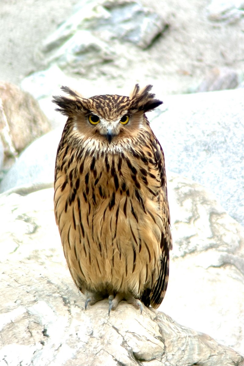 Tawny Fish-Owl - ML620685311