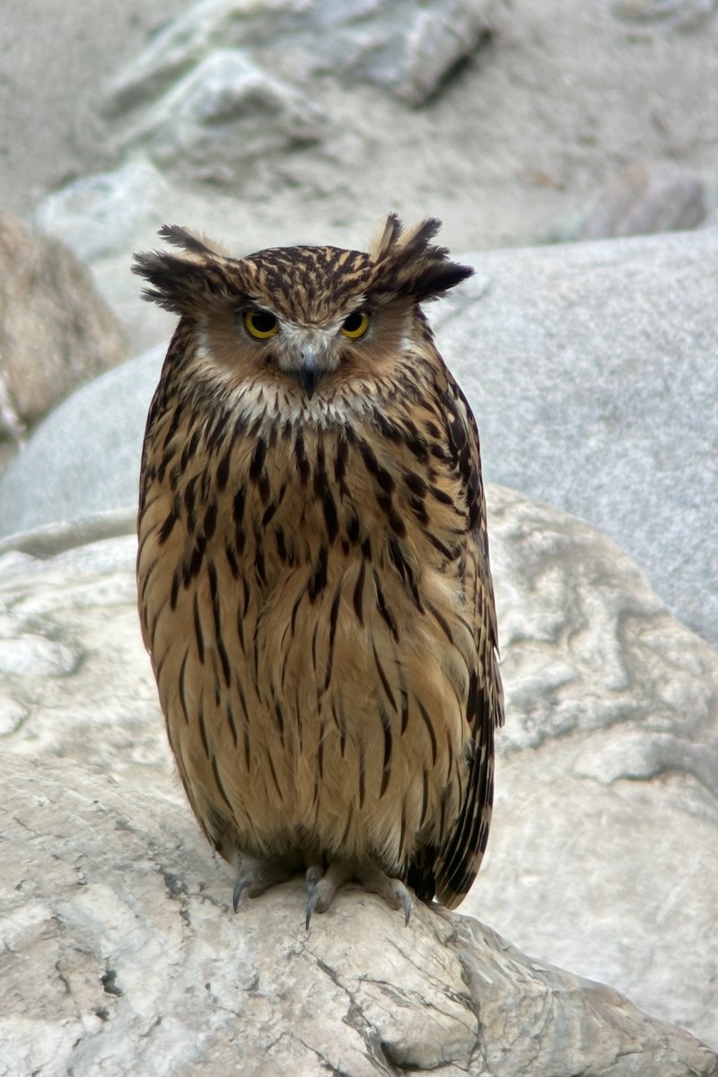 Tawny Fish-Owl - Daniel Danckwerts (Rockjumper Birding Tours)