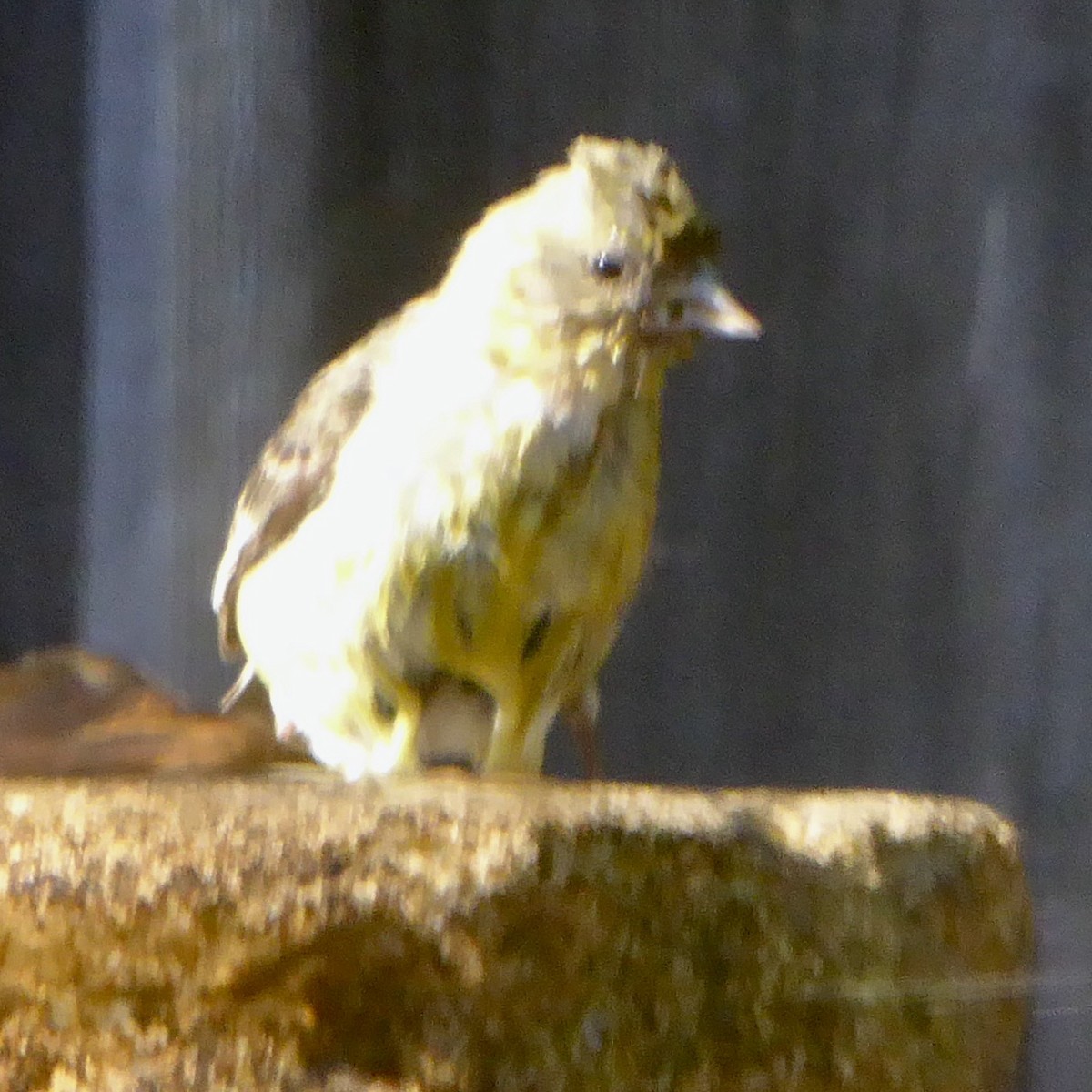 Lesser Goldfinch - ML620685316