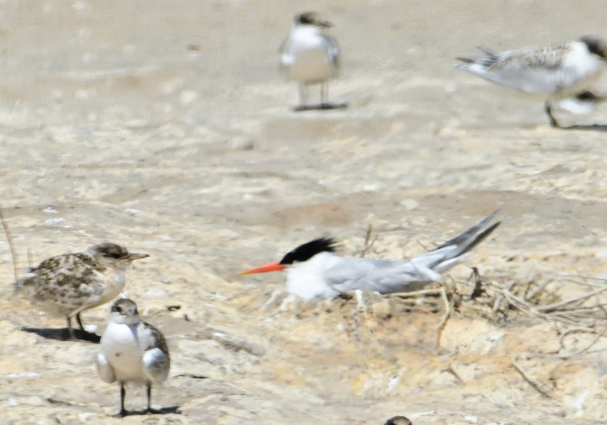 Elegant Tern - ML620685317