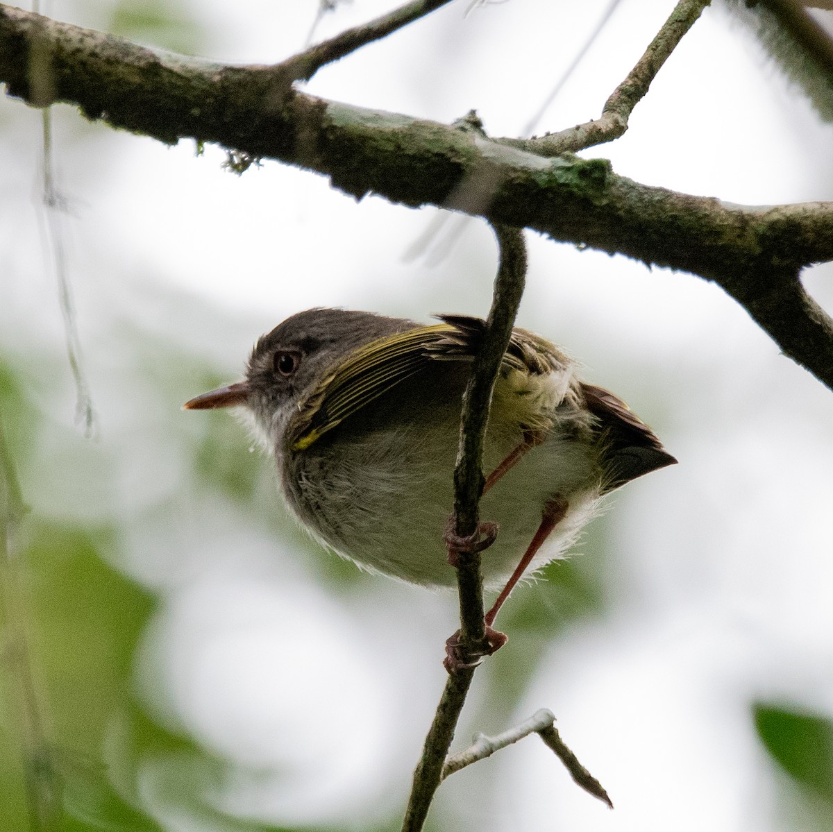 Pearly-vented Tody-Tyrant - ML620685319