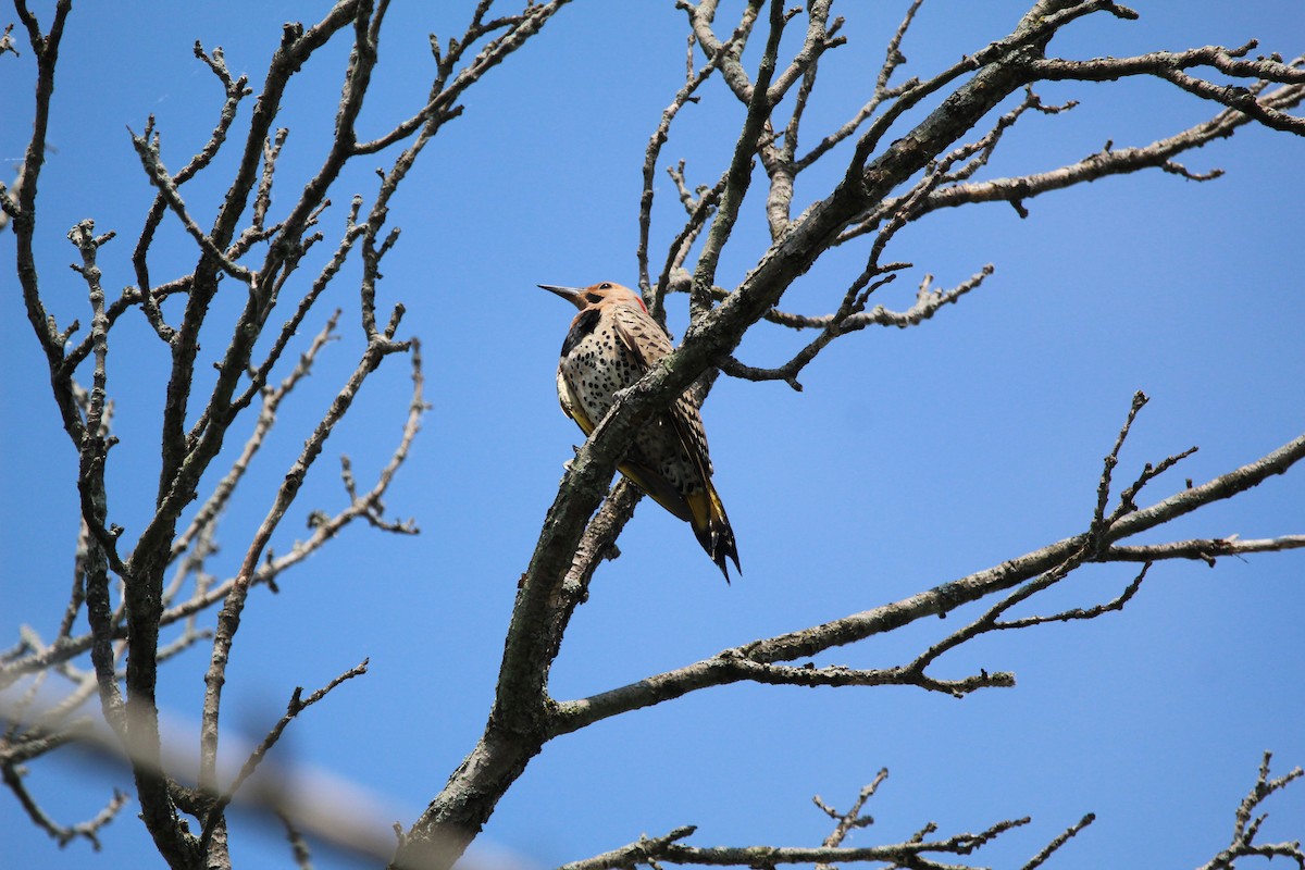 Northern Flicker - Pam Inzinna