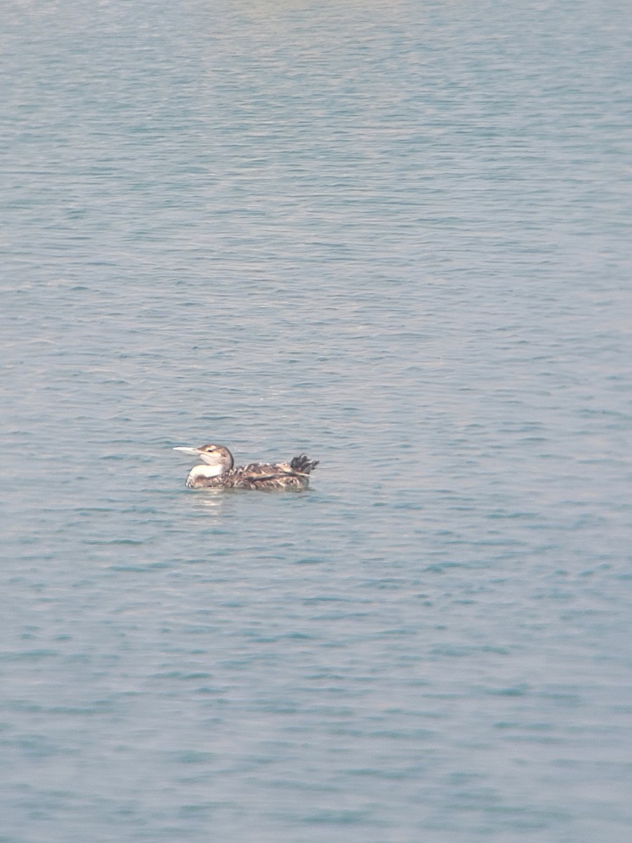 Yellow-billed Loon - ML620685325