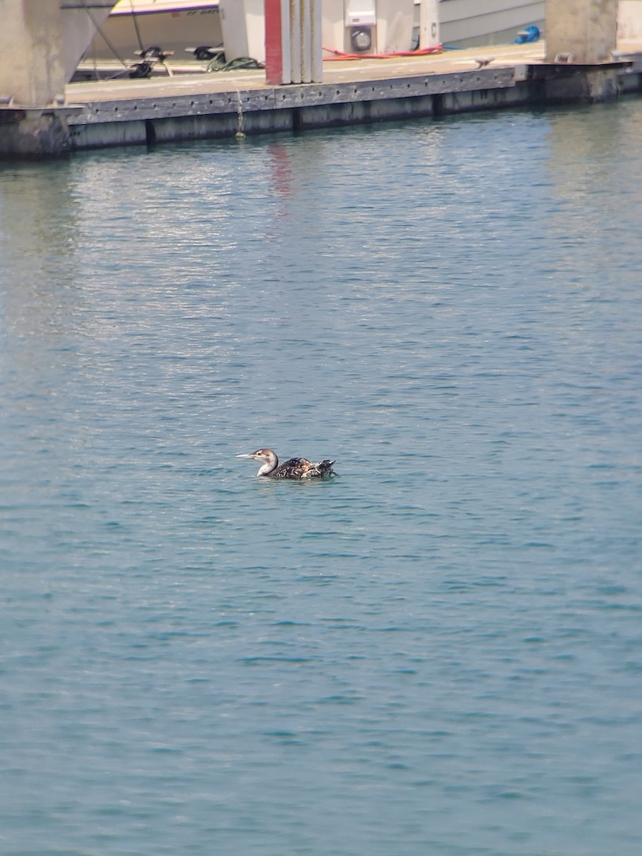 Yellow-billed Loon - ML620685326