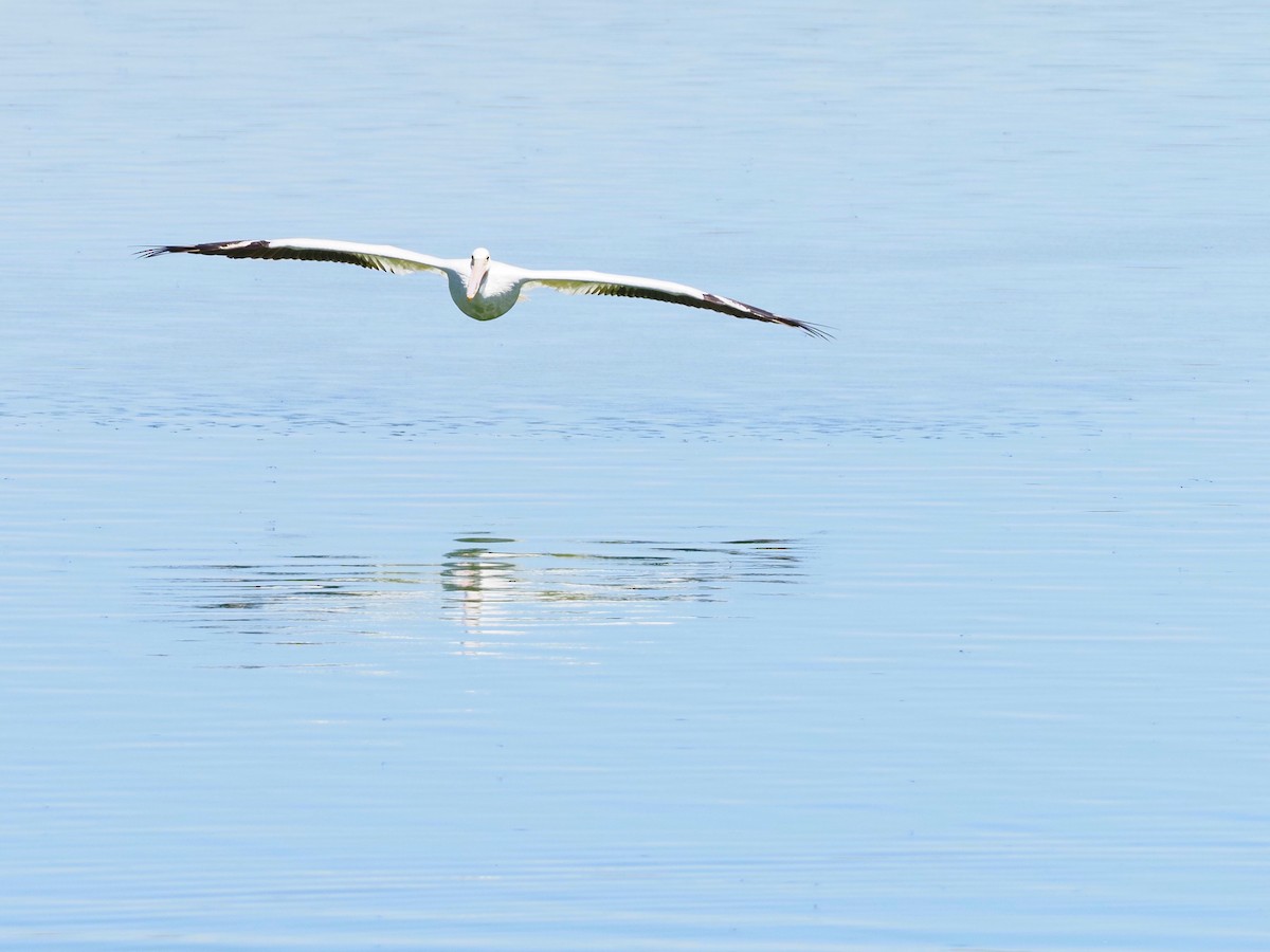 American White Pelican - ML620685327