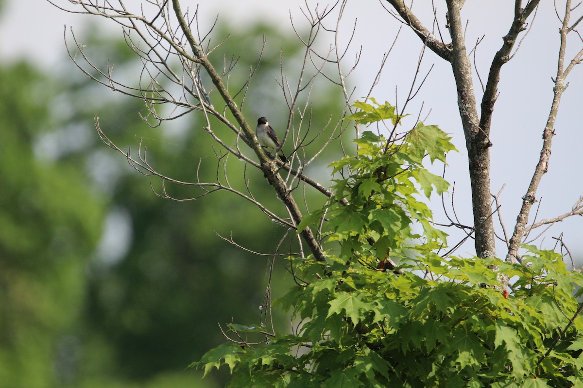 Eastern Kingbird - ML620685328