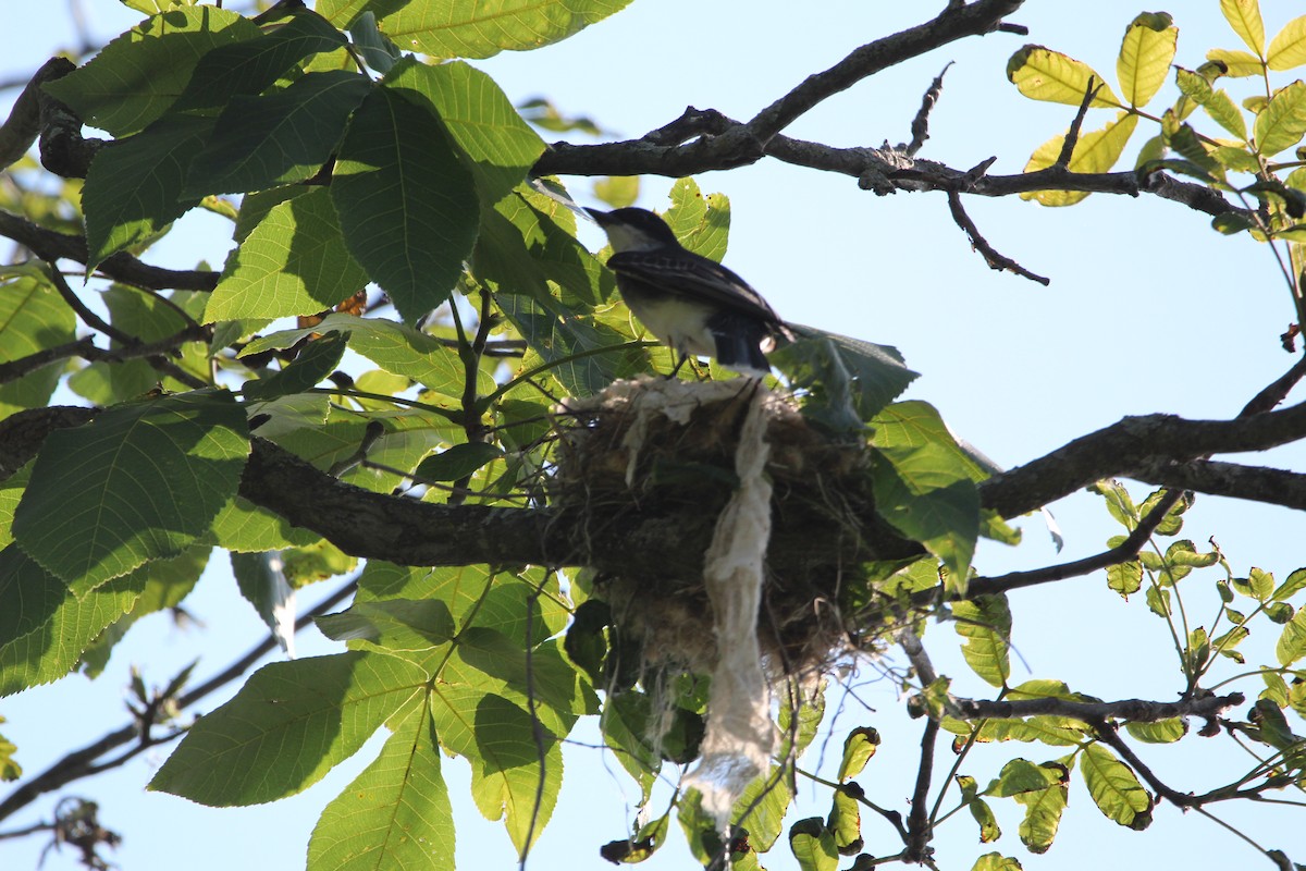 Eastern Kingbird - ML620685329