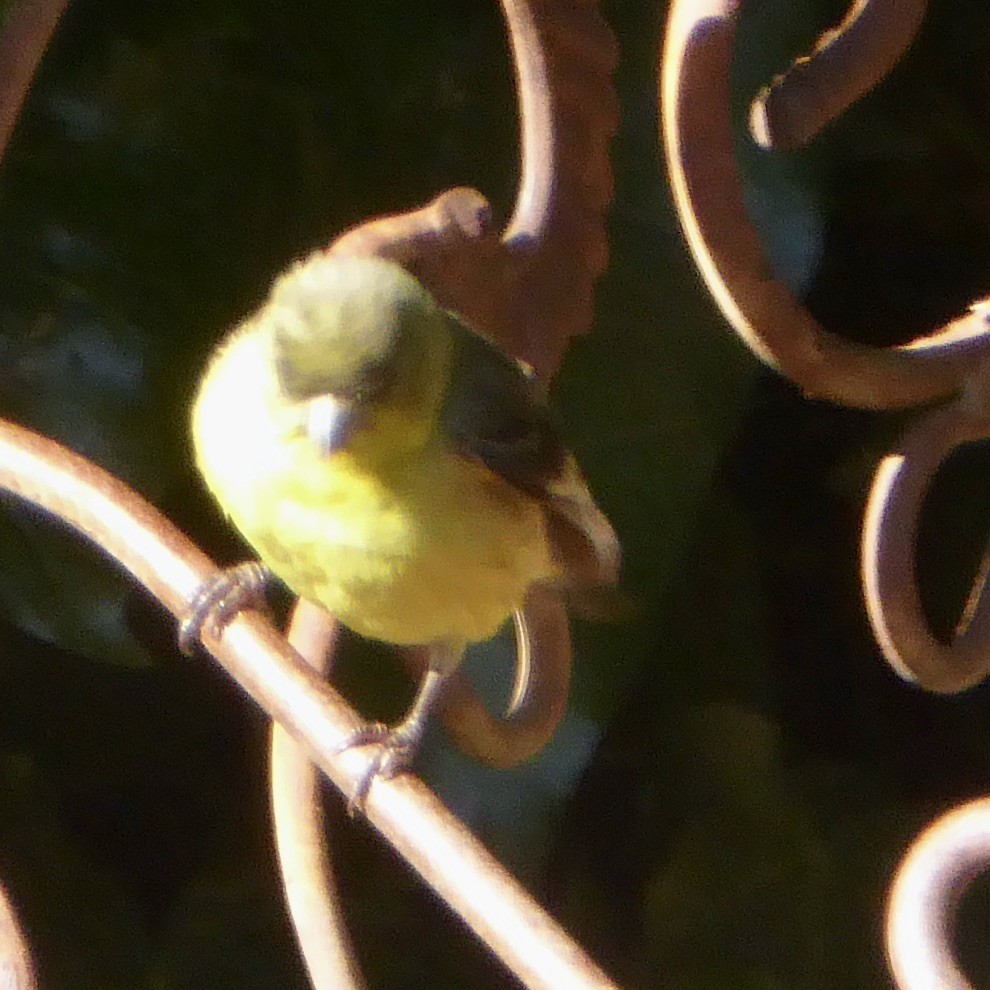 Lesser Goldfinch - ML620685332