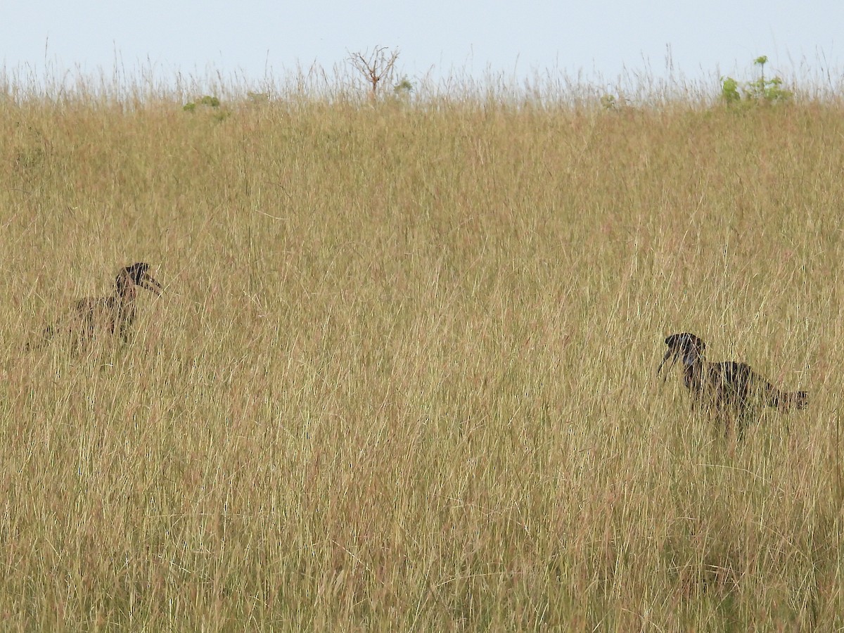 Abyssinian Ground-Hornbill - ML620685333