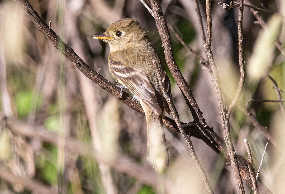 Western Flycatcher (Pacific-slope) - ML620685338