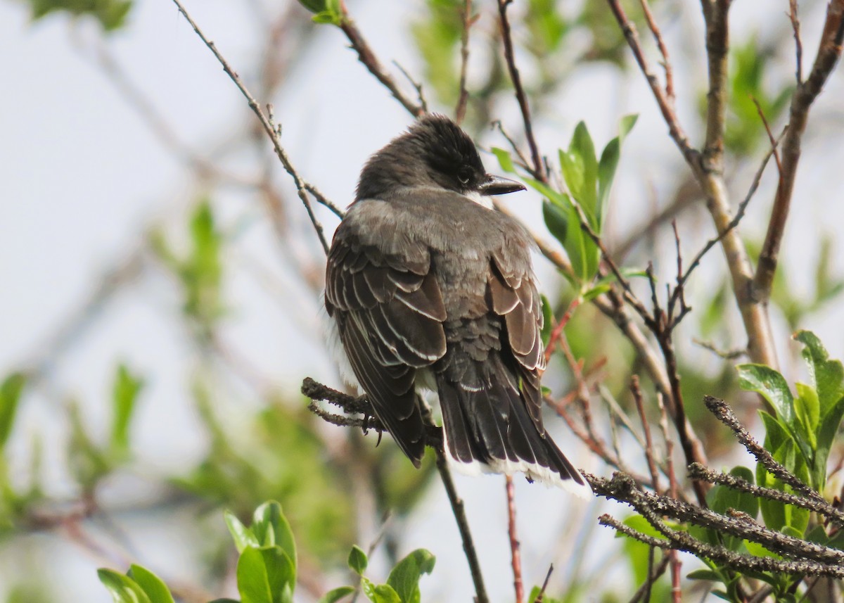 Eastern Kingbird - Alfred Scott