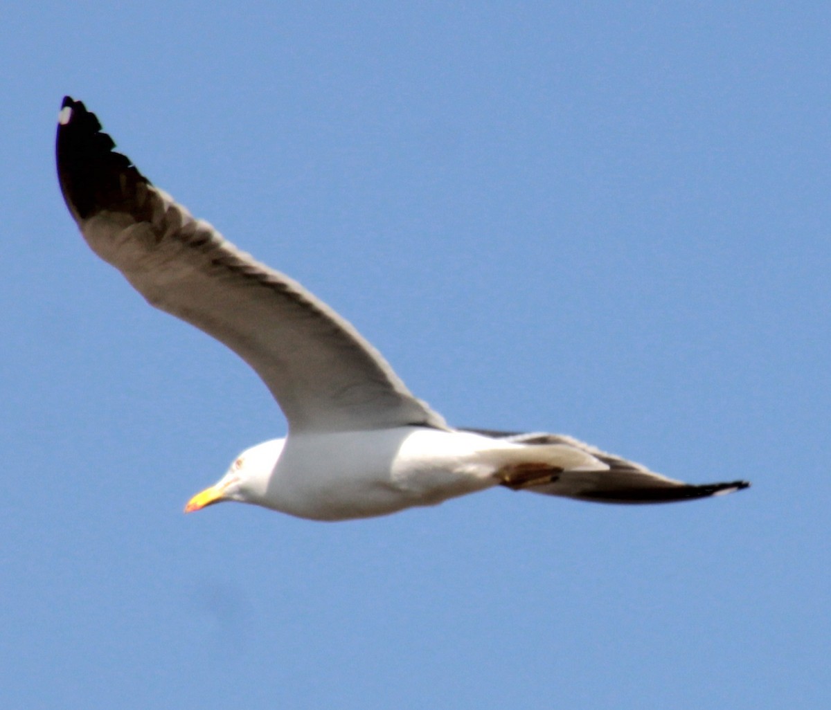 Lesser Black-backed Gull (graellsii) - ML620685340