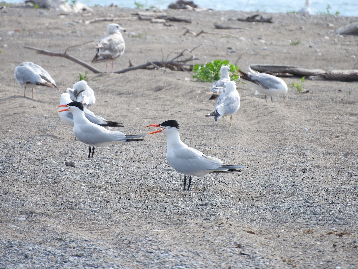 Caspian Tern - ML620685342