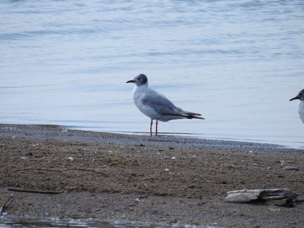 Bonaparte's Gull - ML620685344