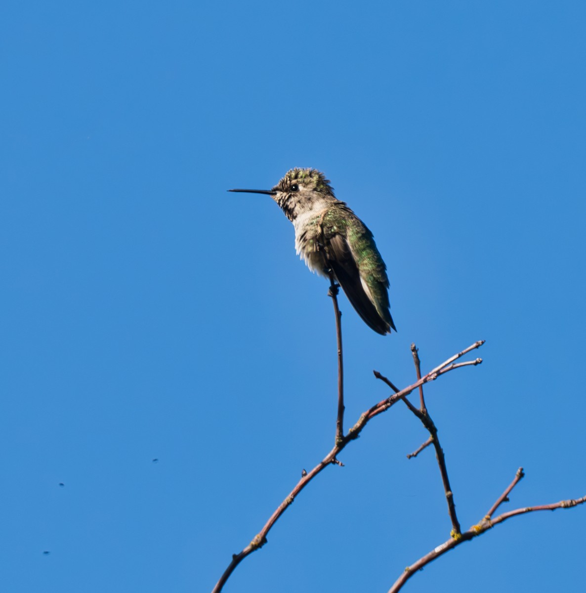 rødmaskekolibri - ML620685347