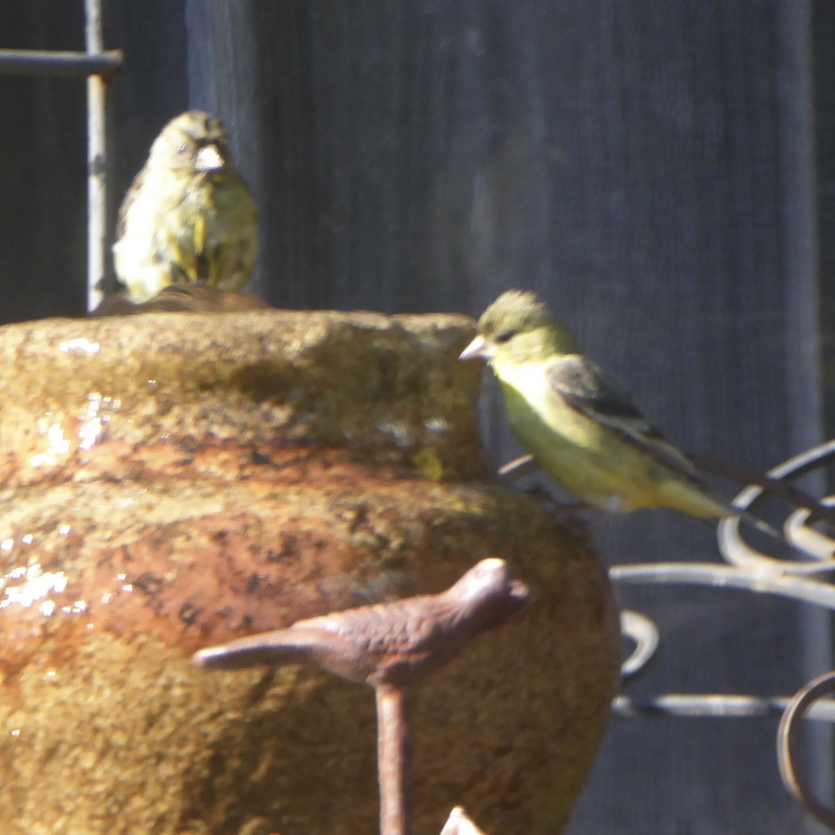 Lesser Goldfinch - ML620685348