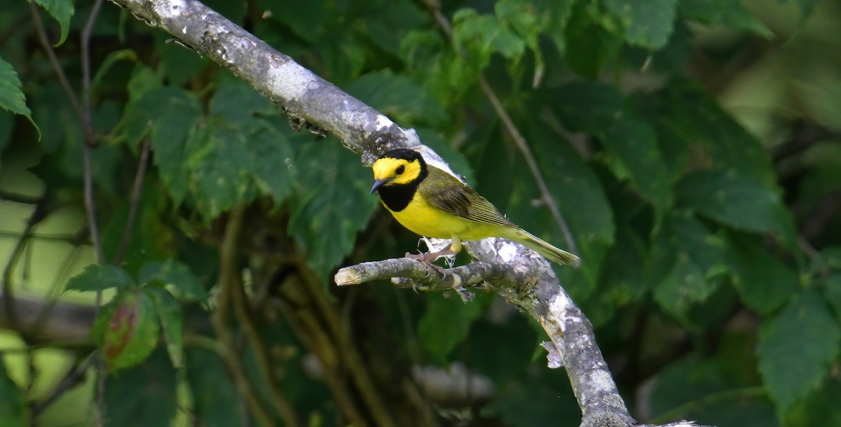 Hooded Warbler - ML620685352