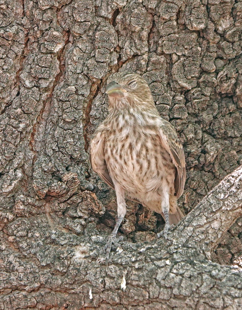 House Finch - ML620685354