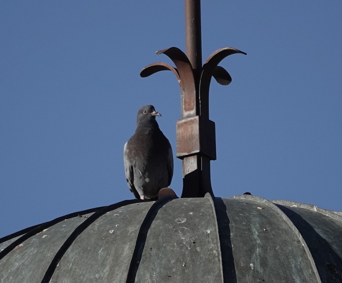 Rock Pigeon (Feral Pigeon) - ML620685355