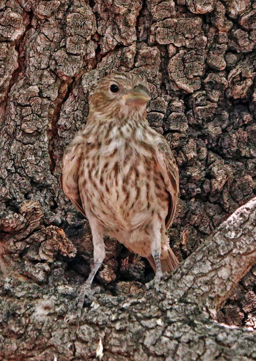 House Finch - Diane Drobka