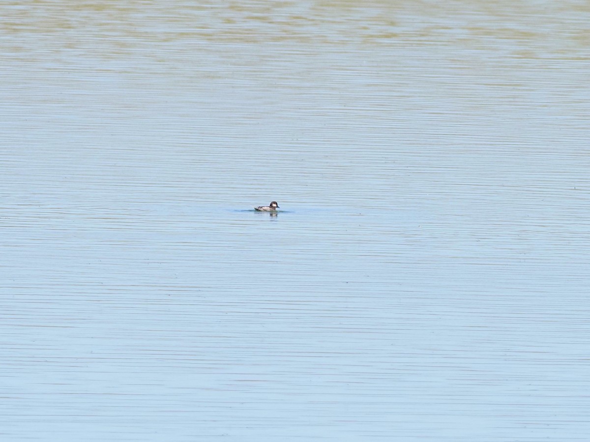 Bufflehead - ML620685357