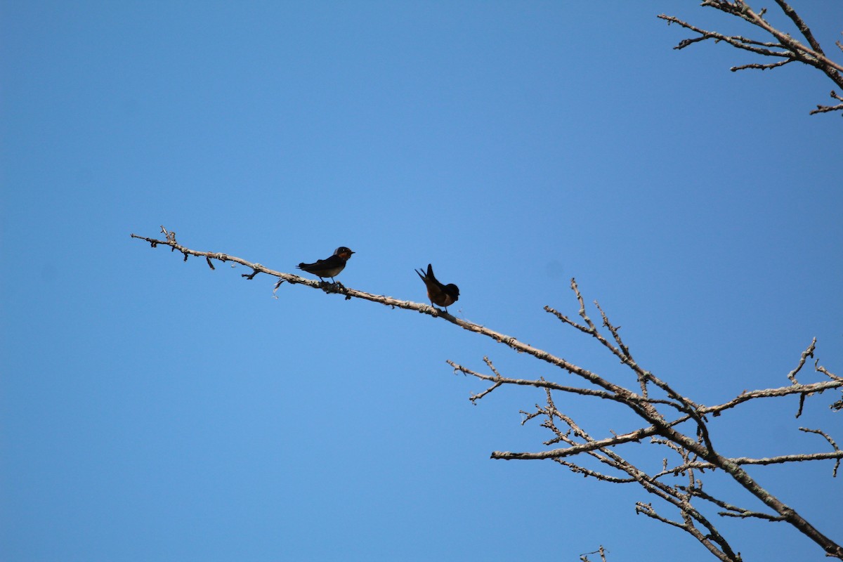 Barn Swallow - Pam Inzinna