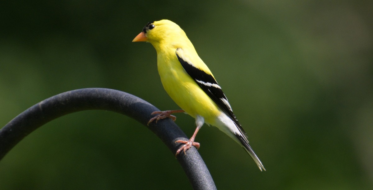 American Goldfinch - ML620685360