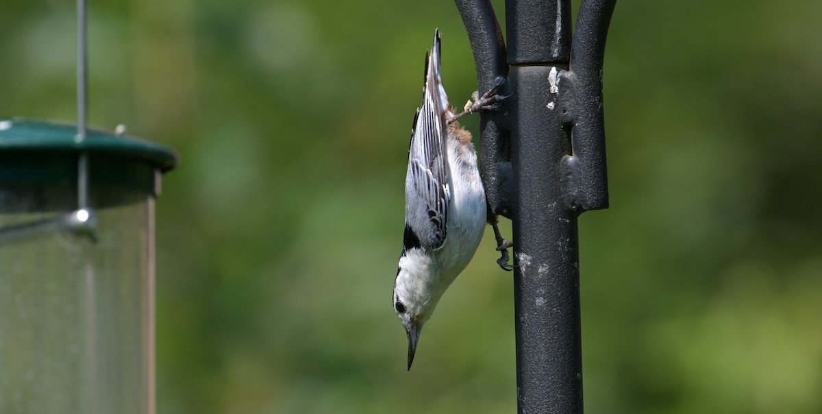 White-breasted Nuthatch - ML620685364